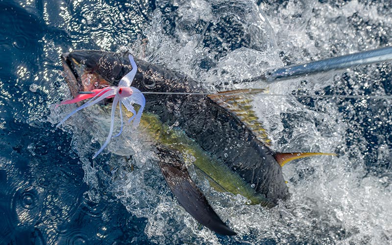 Anglers fighting tuna offshore in South Florida